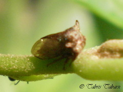 Hemiptera