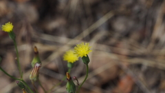 Malacothrix clevelandii