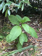 Pokeweed mosaic virus