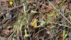 Malacothrix clevelandii