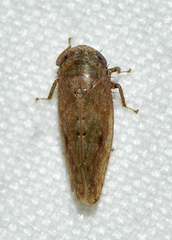 Paraphlepsius continuus