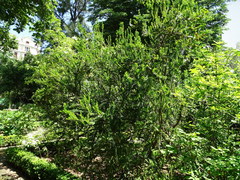 Myrtus communis tarentina