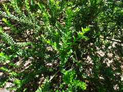 Myrtus communis tarentina