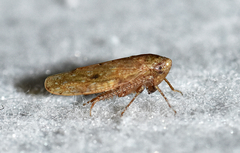 Paraphlepsius continuus