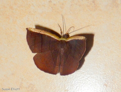 Image of Cimicodes purpurea