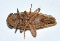 Paraphlepsius continuus