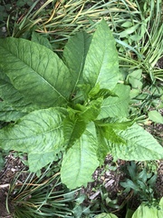 Pokeweed mosaic virus