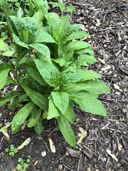 Lobelia cardinalis
