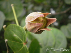 Hibiscus tiliaceus