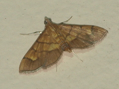 Orphanostigma abruptalis