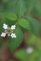 Lantana hirta