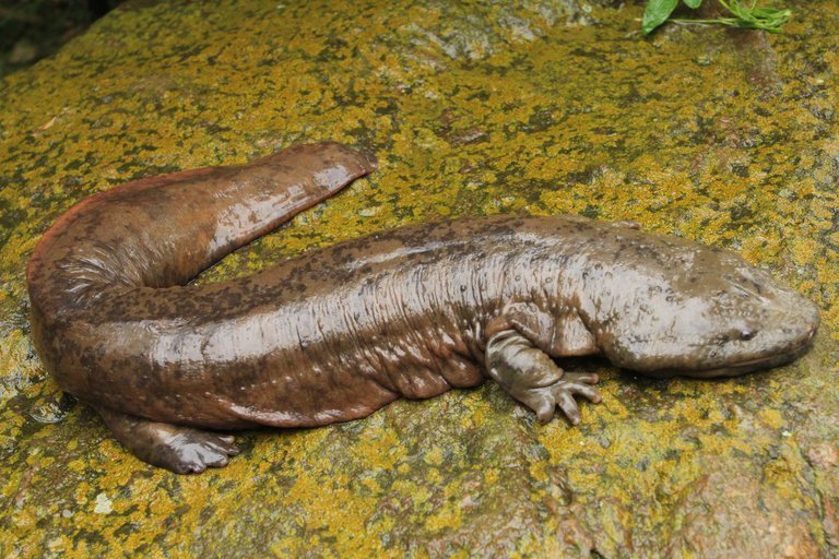 Salamandra gigante china (Andrias davidianus) · iNaturalist Mexico