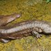 Salamandra Gigante China - Photo (c) 2012 Theodore Papenfuss, algunos derechos reservados (CC BY-NC)