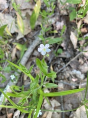 Moehringia