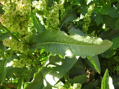 Rumex confertus