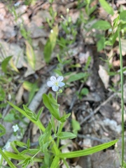 Moehringia