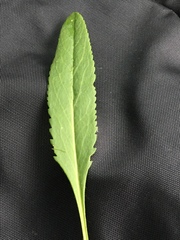 Packera anonyma
