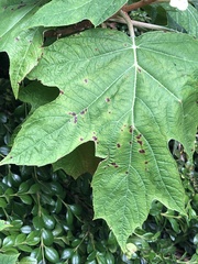 Cercospora hydrangeae