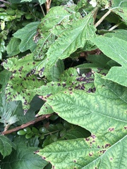 Cercospora hydrangeae