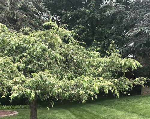 photo of Boxelder (Acer negundo)