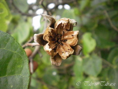 Hibiscus tiliaceus