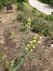Linaria dalmatica dalmatica