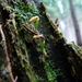 Buxbaumia viridis - Photo (c) Luca Strazzaboschi, μερικά δικαιώματα διατηρούνται (CC BY-NC), uploaded by Luca Strazzaboschi