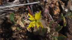 Camissoniopsis hirtella