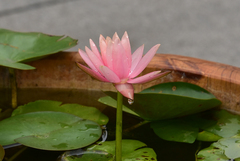 Nymphaea rubra