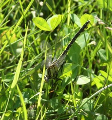 Gomphurus