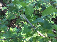 Ribes hirtellum