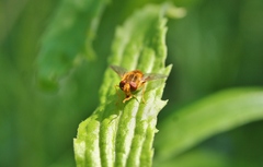Parhelophilus laetus