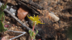 Camissoniopsis hirtella