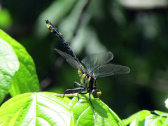 Gomphurus lineatifrons