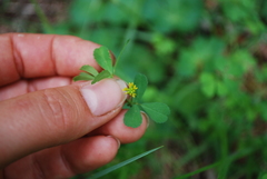 Trifolium dubium