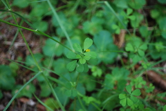 Trifolium dubium