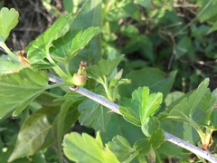Ribes hirtellum
