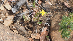 Camissoniopsis hirtella