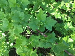 Ribes hirtellum