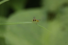 Xanthogramma flavipes