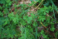 Trifolium dubium