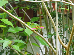 Euphorbia pulcherrima image