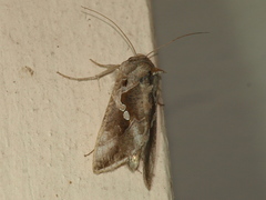 Chrysodeixis acuta