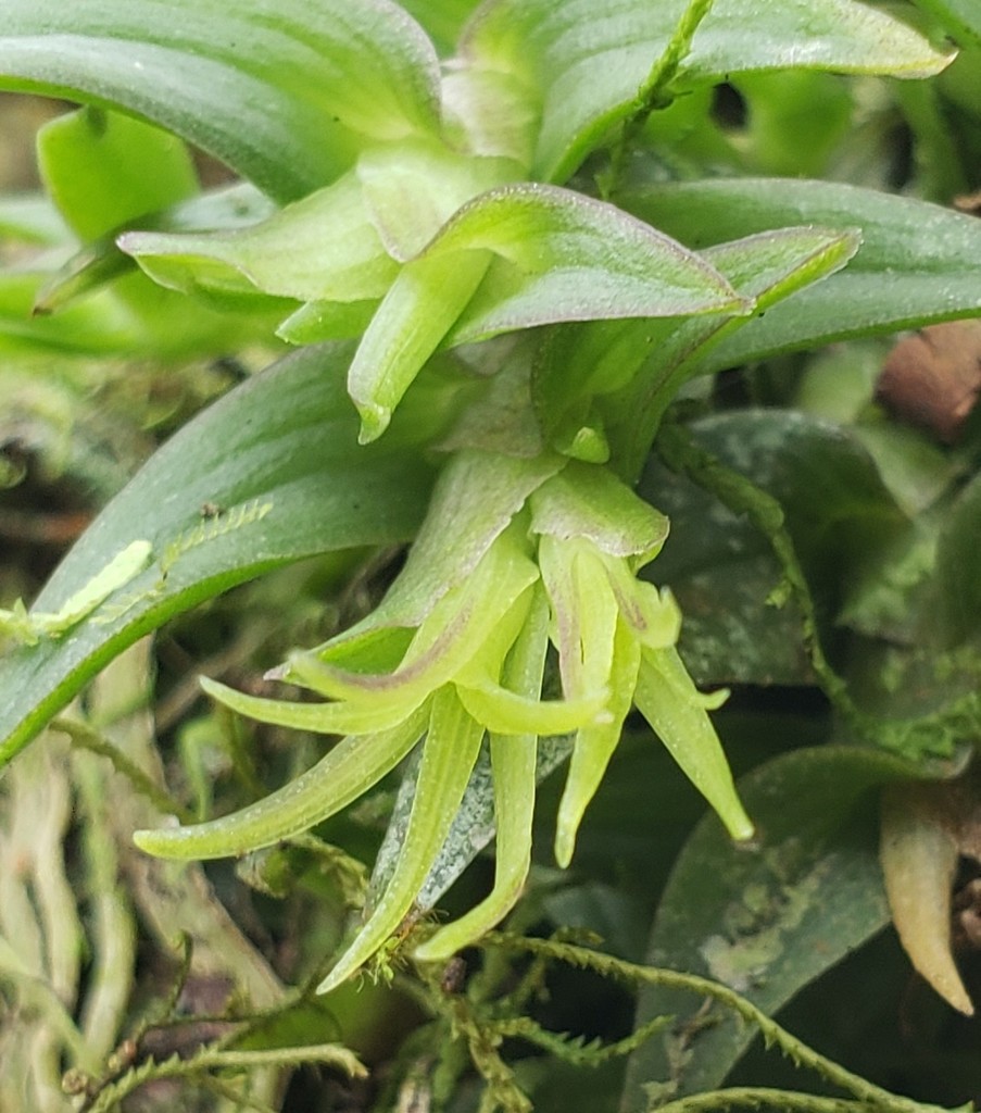 Epidendrum siphonosepalum Garay & Dunst. 3