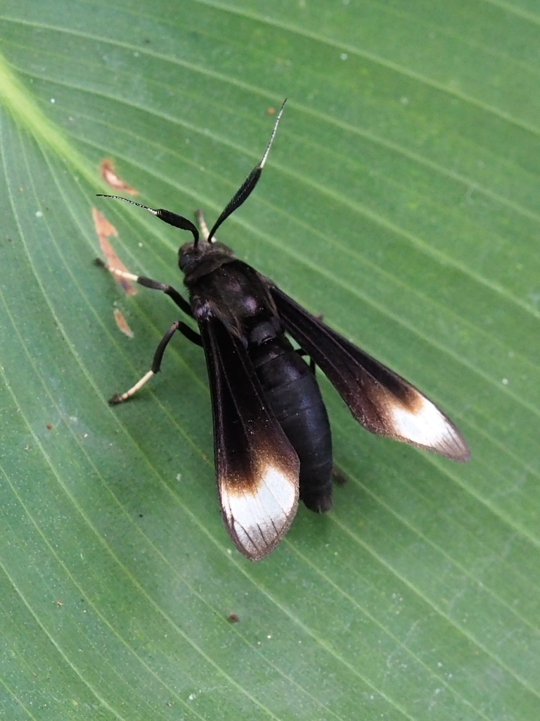Anycles adusta