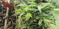 Epidendrum siphonosepalum