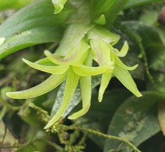 Epidendrum siphonosepalum