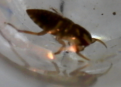 Naucoridae