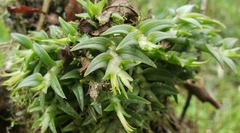 Epidendrum siphonosepalum