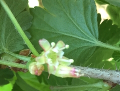 Ribes hirtellum